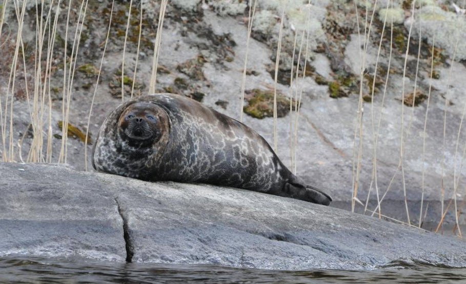 Lake Saimaa &amp; Saimaa Ringed Seals, Eastern Finland, Finland